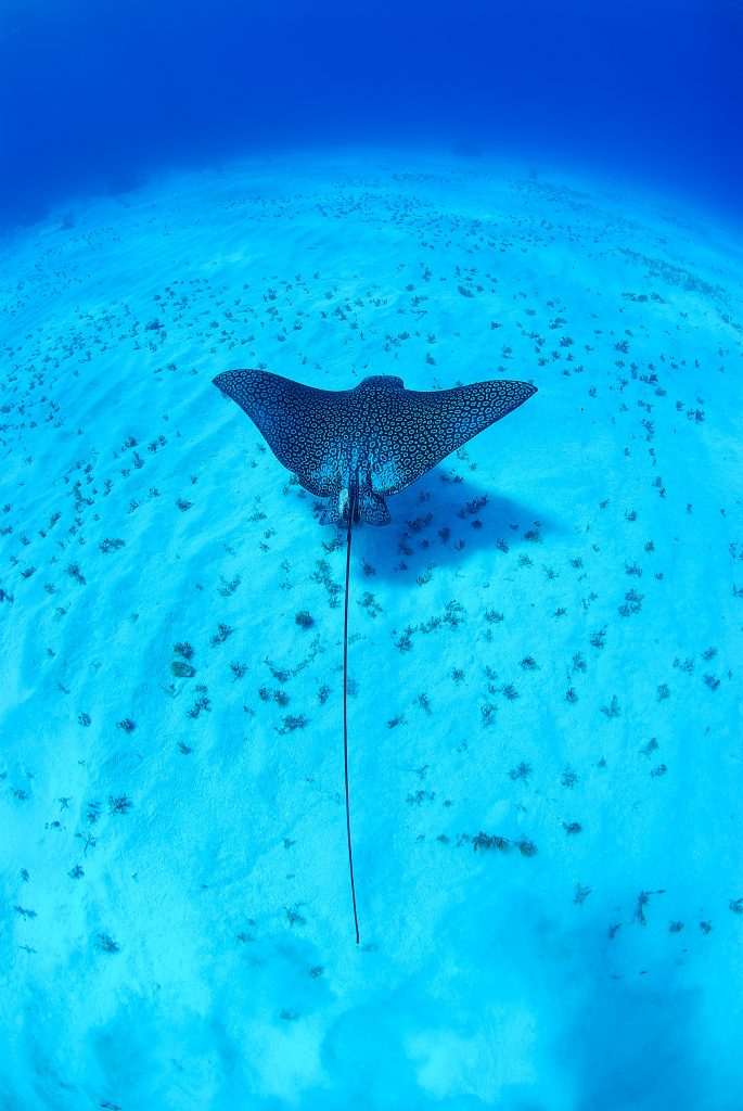 Fish Don't Swim, Fish Fly! Cayman Islands Diving at Stingray City