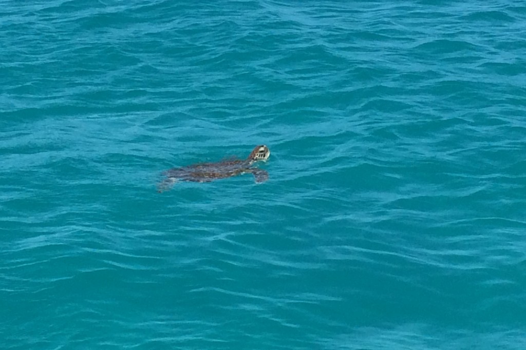 A turtle emerges from the greeny blue water at Port Ferdinand