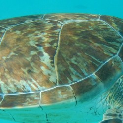 Swimming with Turtles in Barbados