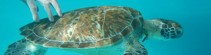 Swimming with Turtles in Barbados