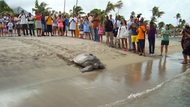 Act casual; the humans are watching... A Leatherback turtle tries to act with nonchalance as a crowd of well-wishers quietly cheer it back into the water