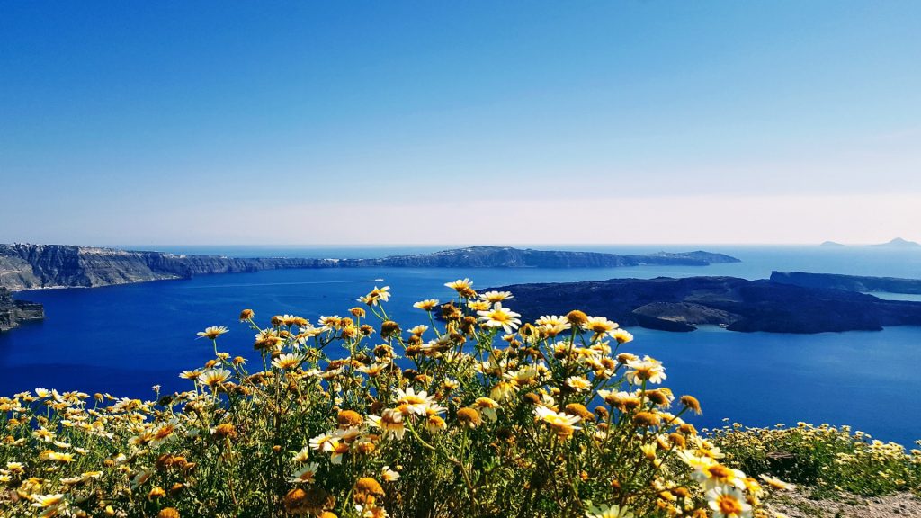 Pretty Yellow daisies bloom happily in front of a wide blue view of the horizon as seen from the cliffs at Santorini