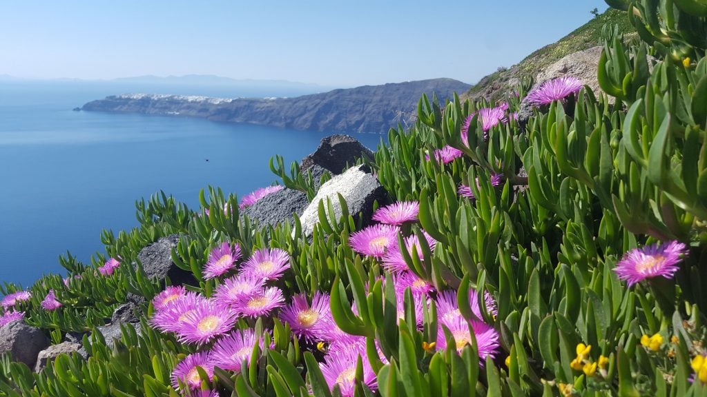 Pretty purple wild flowers cling merrily to the cliffside at Skaros enriching the place just by being there.