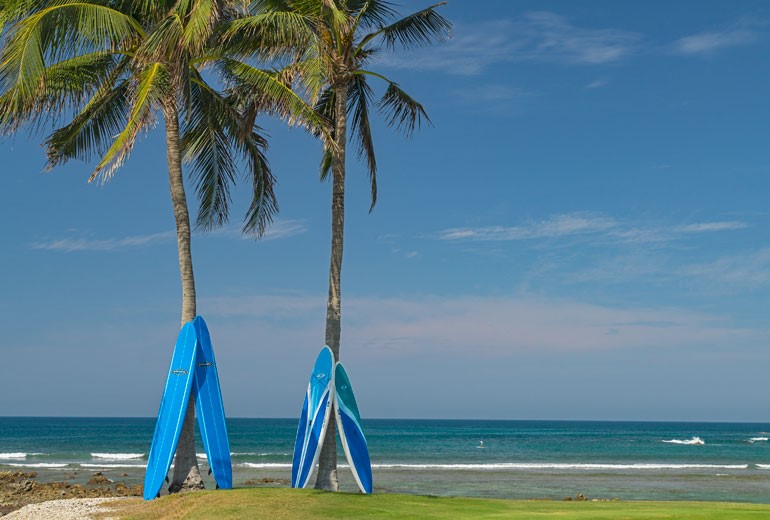 Ready to surf Surf Boards balanced at rest on palm trees by the beach