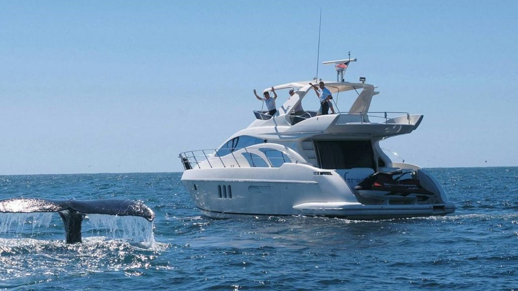 The whale being watched participates in a Mexican wave The tail of a whale breaks through the water by a whale watching yacht from Punta Mita