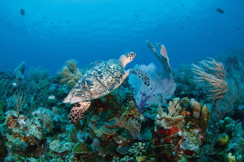 snorkelling in barbados