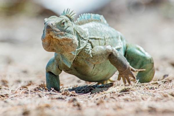 An iguana poses for a picture at the South Caicos Iguana Reserve