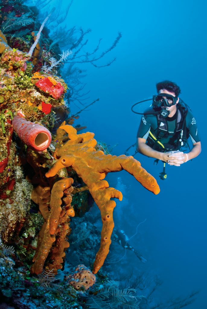 A diver marvels at the, frankly, weirdly beautiful looking reef life at Turks and Caicos
