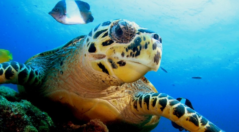 Water sports are plentiful on Sandy Lane Beach and on occasion you can go swimming with the turtles. Soft powdered sands greet your feet as you walk along the shore, soaking in the amazing Caribbean sunset.