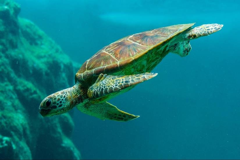 turtle swimming snorkelling st barts