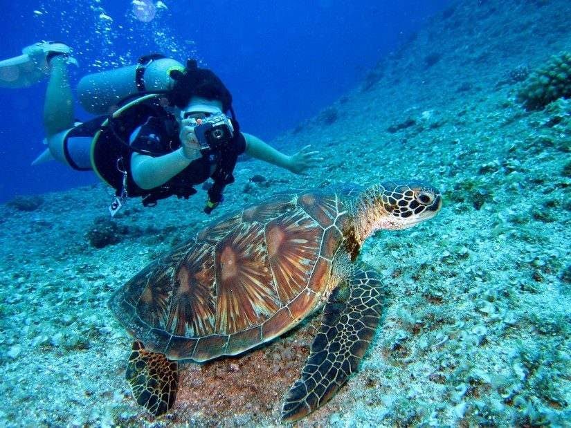 Turks & Caicos diving turtle