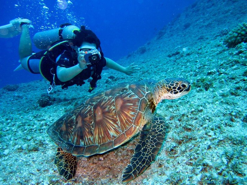 Diving Caribbean