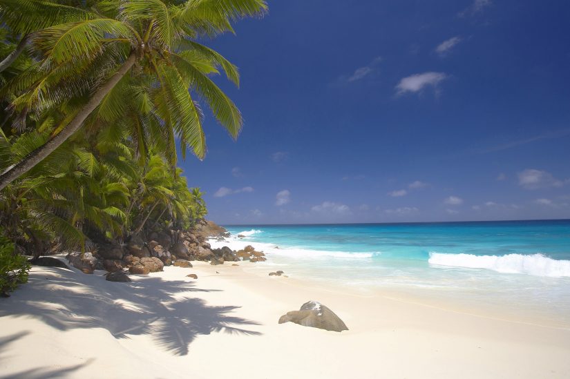 A beautiful beach and palm tree at Fregate Private Island one of the best islands to visit in the seychelles