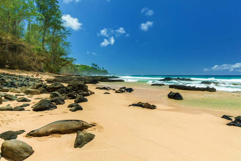 The secret beach next to one of our favourite kauai beach villas - Secret Cove. In the background a couple sit admiring the crashing wave. In the foreground a seal covertly photo-bombs disguised as a sand covered rock