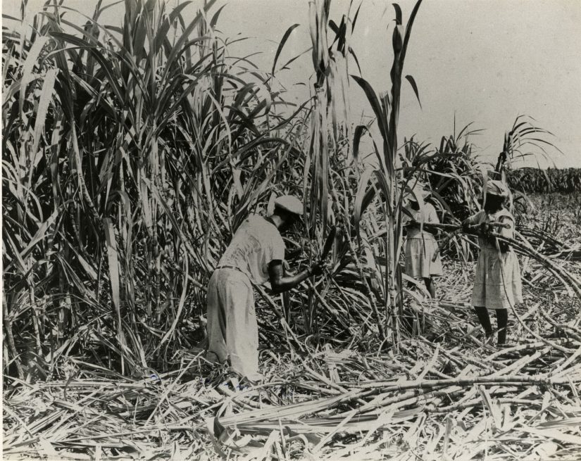 Slavery In Jamaica due to the large Tobacco and Sugar plantations