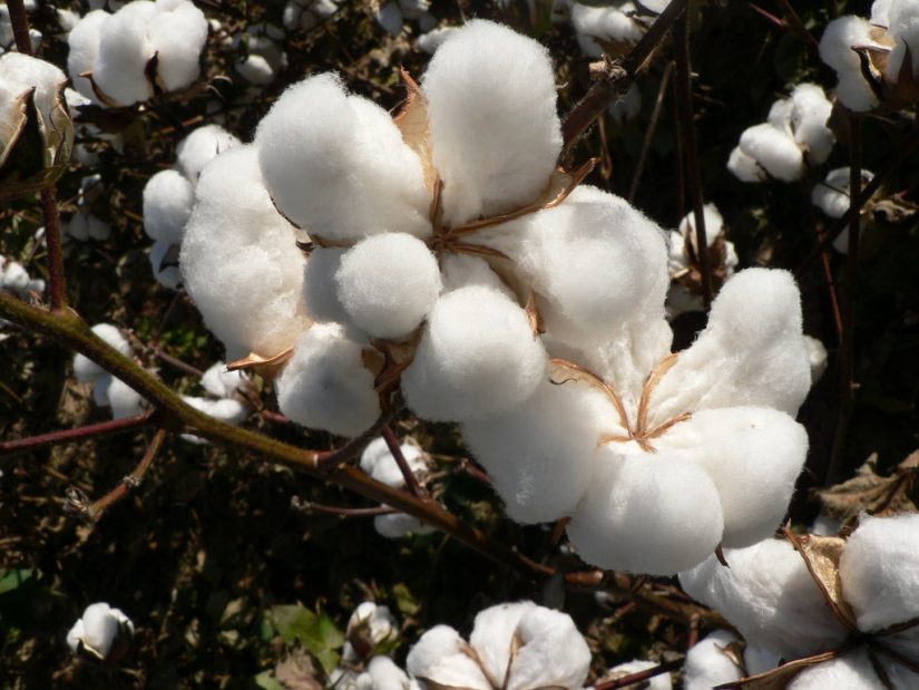 The soft delicate cotton plant, as harvested in Grand Turks long ago Cotton Plant gave Turks and Caicos meaning and a source of trade.