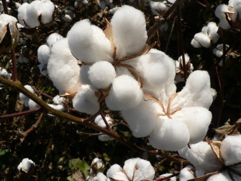 Cotton Plant gave Turks and Caicos meaning and a source of trade.