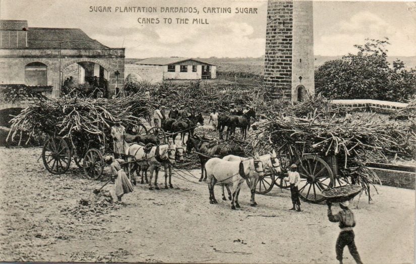 Slavery in Barbados was seen throughout the sugar plantations as slaves were used to harvest Sugar cane 