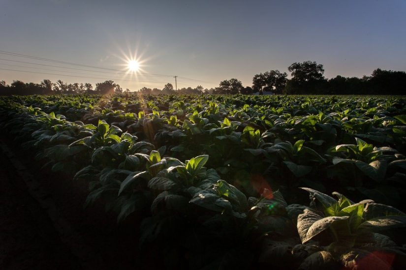 TObacco is one of the main products of the dominican republic. Here a tobacco farmer harvests his crop