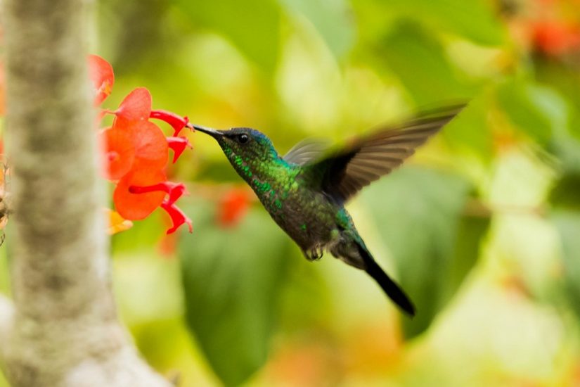 Indulge in the areas nature reserves, bursting with the chatter of colorful birds, one of the best things to do in costa rica