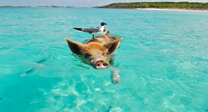 The Exumas have a colony of wild, friendly pigs who enjoy swimming just as much as you do, in these warm tropical waters Some of the top things to do in the Bahamas is to watch these tropical pigs go swimming, a simple delight!
