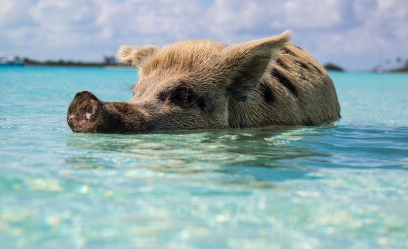 The Bahamas points of interest wouldn't be the same without mentioning the colony of wild pigs who live in The Exumas.  