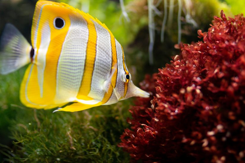 Delve into the turquoise waters as you go snorkeling and see these tropical fish up close Bahamas fishing regulations are in place to make sure these waters are still lively with vibrant, tropical fish