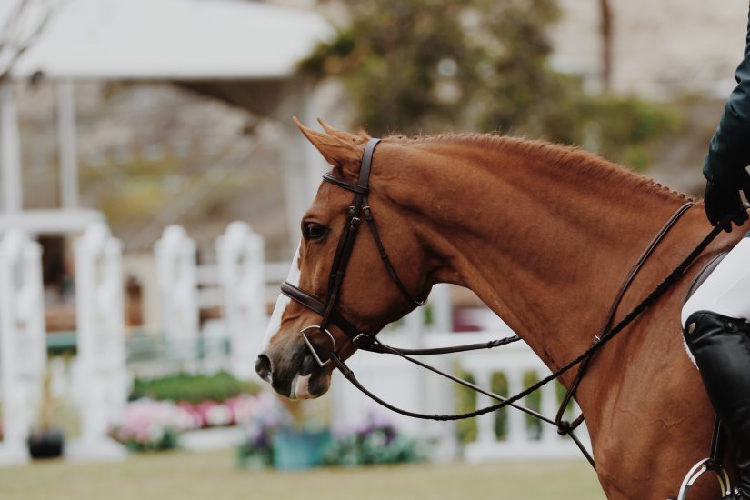 Horses and Jockeys wildy race towards the finish line at the Barbados Golden Cup