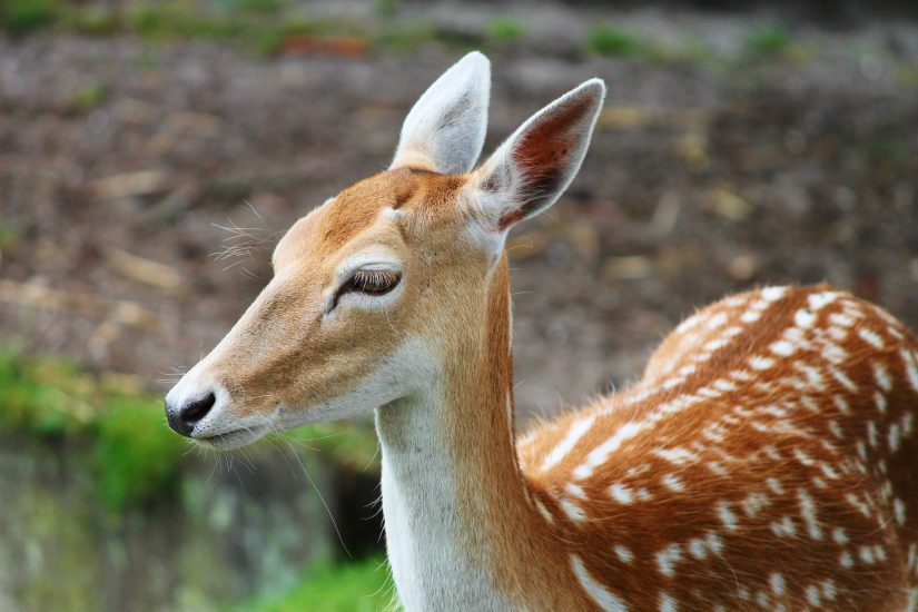 Some kind of ungulate
