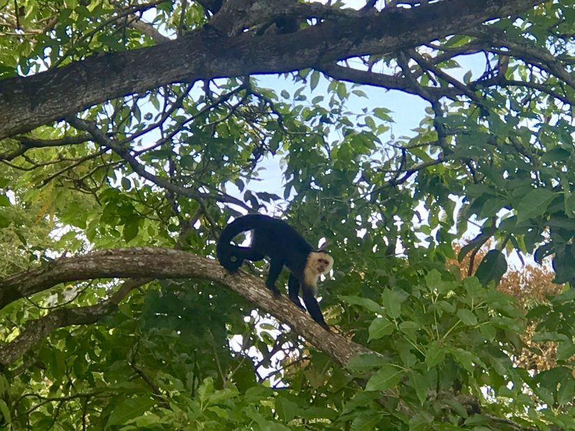 A monkey moving through the trees
