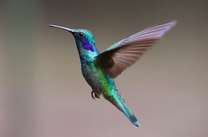 A close up of a hummingbird