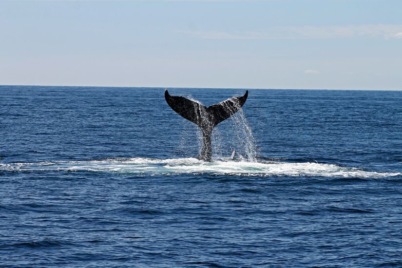 hump back whales costa rica