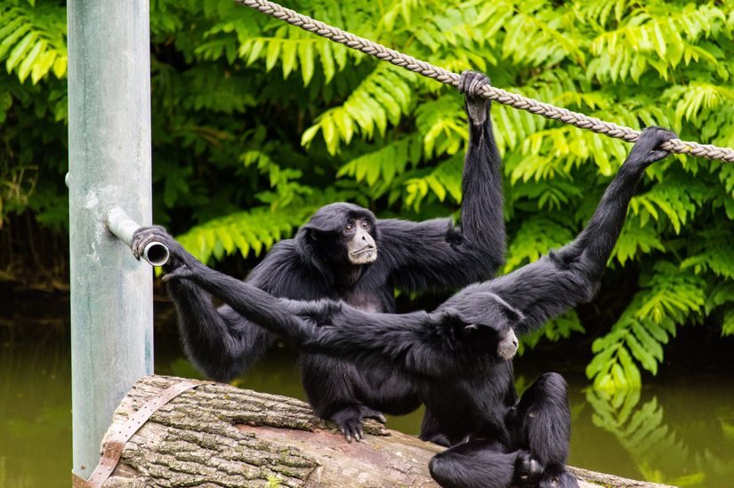 monkey bridges costa rica
