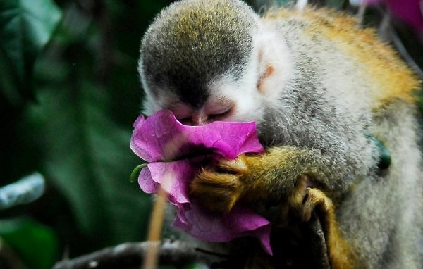 A small monkey clutching a bloom in both hands and supping nectar from it