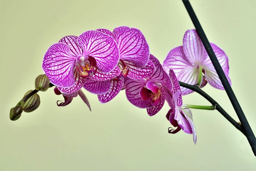 A cluster of penetratingly purple orchid flowers