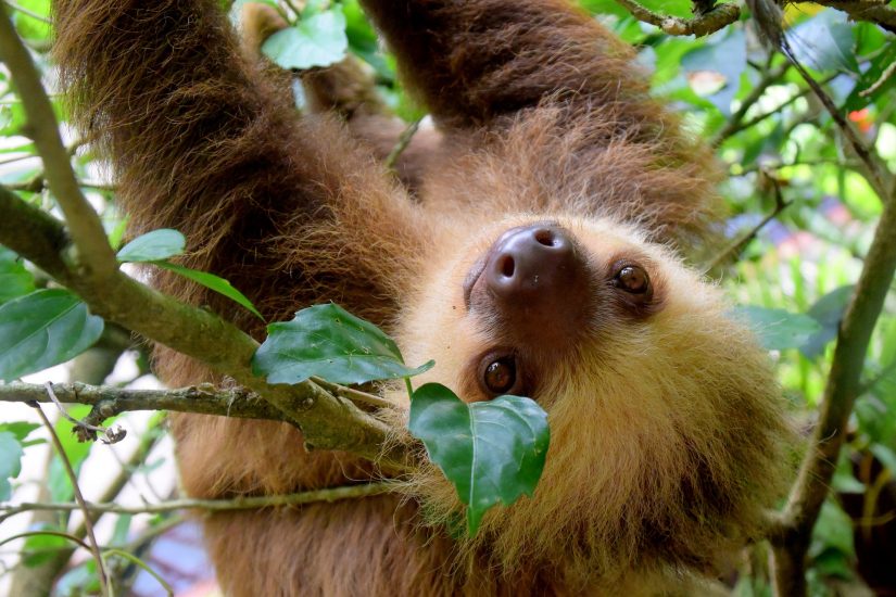 A sloth clinging to a tree and sleeping in a ball