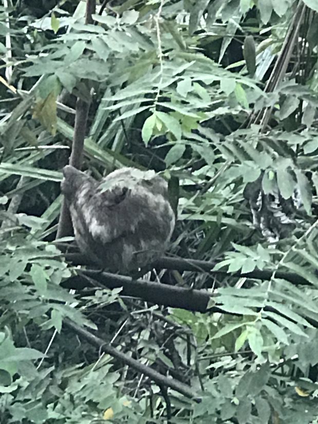 A sloth clinging to a tree and sleeping in a ball