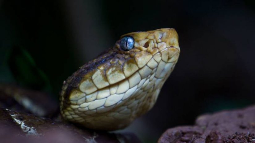 I'm quite poisonous Terciopelo Snake. Deadly