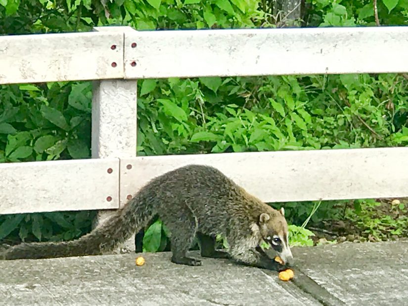 A coati A slightly anxious looking coati pilfers fallen fruit