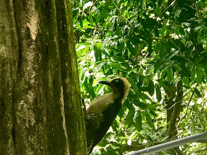 A woodpecker hammers it's way through the bark of a tree in costa rica