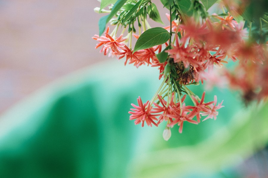 Go on an adventure along the Mastic Trail, one of the best grand Cayman excursions.