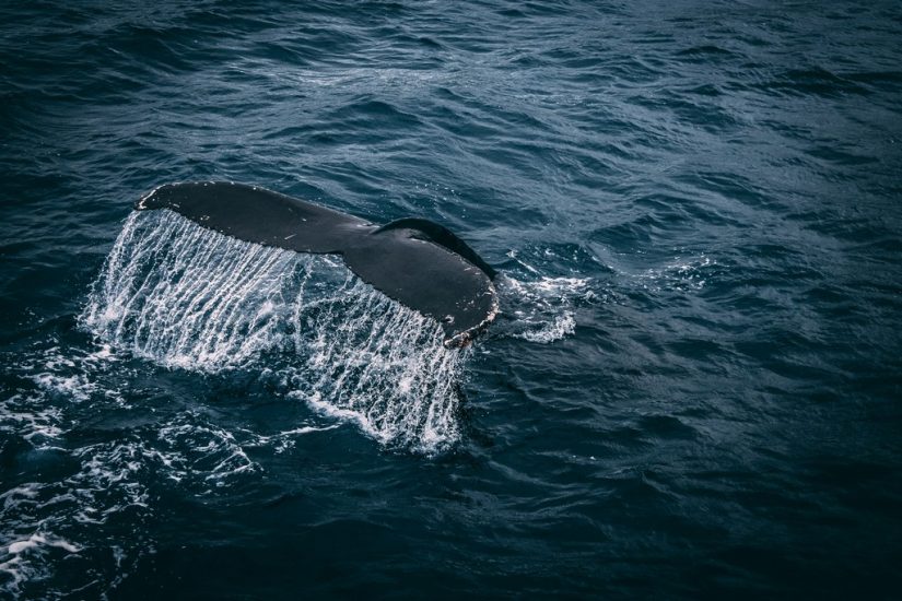 Book your own private boat out onto the ocean and experience these majestic creatures up close Thinking of where to go in costa rica? Why not make you way out onto the Pacific waters and watch the whales swim by