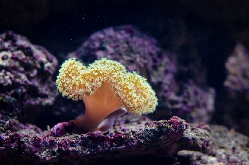 Experience this under water sea-life, full of colorful reefs and exotic creatures that swim about Delve into the crystal-clear waters of the Eco-tourism destinations - some of the best places to visit in costa rica