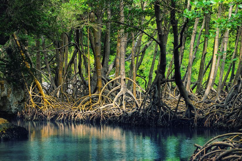 Gem-like turquoise waters are laced through the island, in nature reserves a the and along the shimmering coast With many of the best beaches in Dominican republic nearby, don't forget to also enjoy the natural area, bursting with vibrant nature reserves.