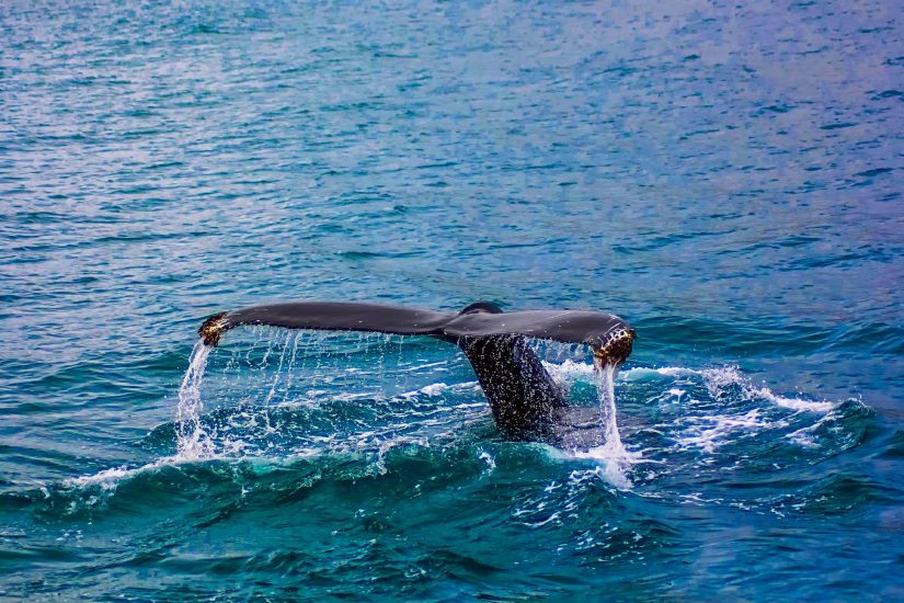 Enjoy the azure of water as you experience the majestic whales swim in the Caribbean The best Dominican republic tourist attractions include the majestic whales that swim in the crystallized waters