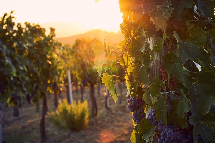 Wine in always one of the best things to do in Italy things to do in Italy