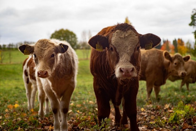 Watch the cows and wildlife grazing visit mallorca