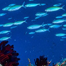 best diving in the caribbean