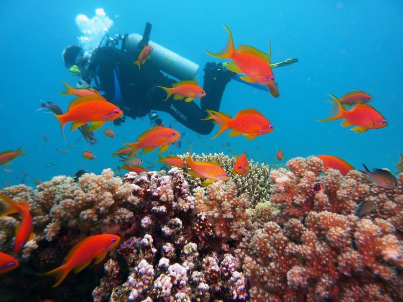 diving spring break destinations