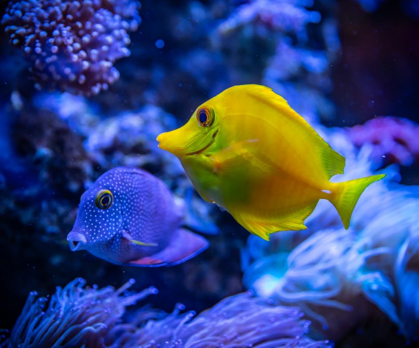 Turks and Caicos Best diving in the Caribbean 